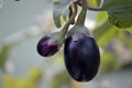 A beautiful pair of brinjal in the garden