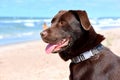 Very beautiful brown Labrador near Baltic sea,Lithuania. Royalty Free Stock Photo