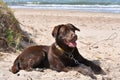 Very beautiful brown Labrador near Baltic sea,Lithuania. Royalty Free Stock Photo