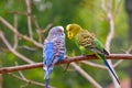 Budgerigars in different colors Royalty Free Stock Photo