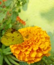 Butterflies are tasting honey Royalty Free Stock Photo