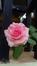 A very beautiful and calm pink rose