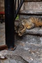 Very beautiful cat on the colorful steps in the city of Istanbul, homeless cats, homeless animals in urban cities