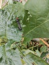 A very beautiful caterpillar