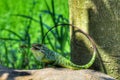 Very beautiful chameleon changes color to green Royalty Free Stock Photo