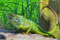 Very beautiful chameleon changes color to green Royalty Free Stock Photo