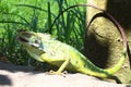 Very beautiful chameleon changes color to green Royalty Free Stock Photo