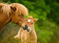 A very beautiful chestnut foal of an icelandic horse is sniffling and tweaking it`s sorrel mother, grooming Royalty Free Stock Photo