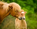 A very beautiful chestnut foal of an icelandic horse is sniffling and tweaking it`s sorrel mother, grooming Royalty Free Stock Photo