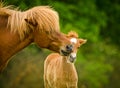 A very beautiful chestnut foal of an icelandic horse is sniffling and tweaking it`s sorrel mother, grooming Royalty Free Stock Photo