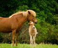 A very beautiful chestnut foal of an icelandic horse is sniffling and tweaking it`s sorrel mother, grooming