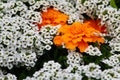 Very beautiful city flowerbed. White delicate flowers surround a bright and colorful large flower