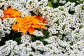 Very beautiful city flowerbed. White delicate flowers surround a bright and colorful large flower