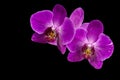 Very beautiful close-up of purple phalaenopsis orchid flower, Phalaenopsis known as the Moth Orchid or Phal isolated on black back Royalty Free Stock Photo