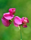 Lathyrus tuberosus , tuberous pea flower , flora Iran Royalty Free Stock Photo