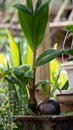 Very beautiful coconut shoots on garden Royalty Free Stock Photo