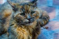Very beautiful colored cat. Tortoiseshell coat cat