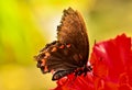 A very beautiful colorful butterfly, very fragile, macro, with many details Royalty Free Stock Photo