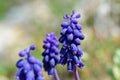 Muscari neglectum , Grape hyacinth flower , flora Iran Royalty Free Stock Photo
