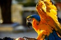multicolored parrot on perch Royalty Free Stock Photo