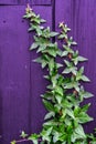 green ivy on vintage purple wooden texture background Royalty Free Stock Photo