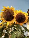 Very beautiful couple sunflower, outdoor