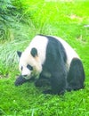 Very beautiful and cute panda bear walking in nature Royalty Free Stock Photo