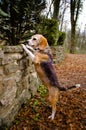 A very beautiful and cute portrait of a purebred cute beagle, tricolor, in the nature