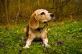 A very beautiful and cute portrait of a purebred cute beagle, tricolor, in the nature