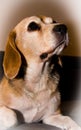 A very beautiful and cute portrait of a purebred cute beagle, tricolor, in the nature