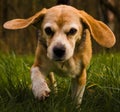 A very beautiful and cute portrait of a purebred cute beagle, tricolor, in the nature