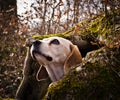 A very beautiful and cute portrait of a purebred cute beagle, tricolor, in the nature