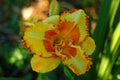 Very beautiful daylily mystical flower, suitable for a background on a PC, or any other device..