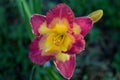 Very beautiful daylily mystical flower, suitable for a background on a PC, or any other device..