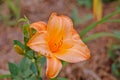 Very beautiful daylily mystical flower, suitable for a background on a PC, or any other device..