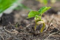 Very beautiful and delicate photo of a bean sprout sprouted with seeds. The appearance of leaves from the cotyledon