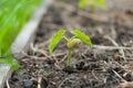 Very beautiful and delicate photo of a bean sprout sprouted with seeds. The appearance of leaves from the cotyledon