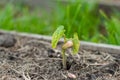 Very beautiful and delicate photo of a bean sprout sprouted with seeds. The appearance of leaves from the cotyledon