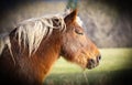 Very beautiful domesticated horse in the meadow