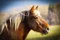 Very beautiful domesticated horse in the meadow