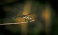 A very beautiful dragonfly sits on a blade of grass