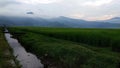 Beautiful expanse footage of rice fields