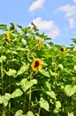 A very beautiful field of blooming sunflowers in an rural area with blue sky and white clouds Royalty Free Stock Photo