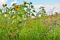 A very beautiful field of blooming sunflowers in an rural area with blue sky and white clouds Royalty Free Stock Photo