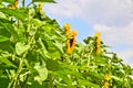 A very beautiful field of blooming sunflowers in an rural area with blue sky and white clouds Royalty Free Stock Photo