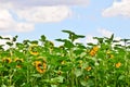 A very beautiful field of blooming sunflowers in an rural area with blue sky and white clouds Royalty Free Stock Photo