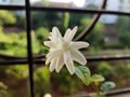 Beautiful Flower known as Arebian Jasmine