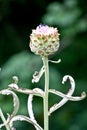 Artichoke flower, Dublin Botanical Garden, Ireland