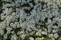 A very beautiful flower bed. Landscaping and greening of the environment. Background for illustration nice urban space