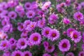 A very beautiful flower bed. Landscaping and greening of the environment. Background for illustration nice urban space